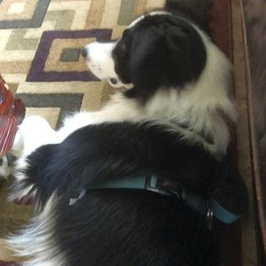 Meet your Posher, Susan